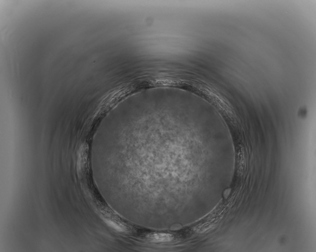 X0000095960361200801181450