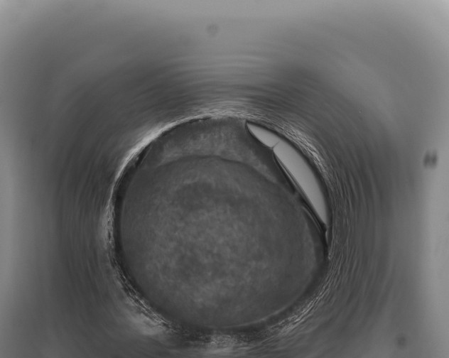 X0000095960388200801181450