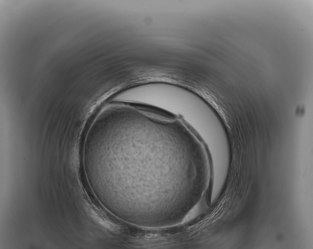 X0000095960390200801181450