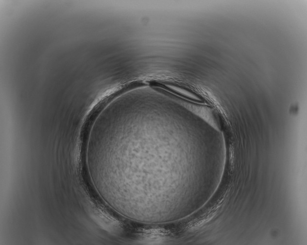 X0000095960396200801181450