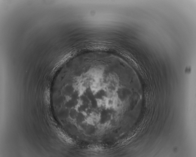 X0000095960729200801181444