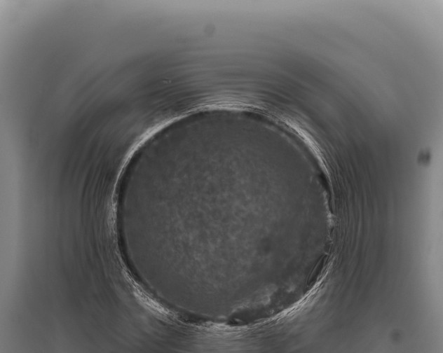 X0000095960779200801181444