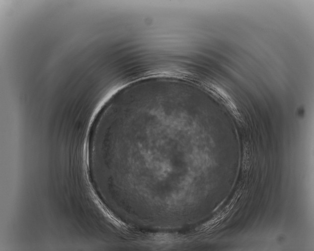 X0000095960796200801181444