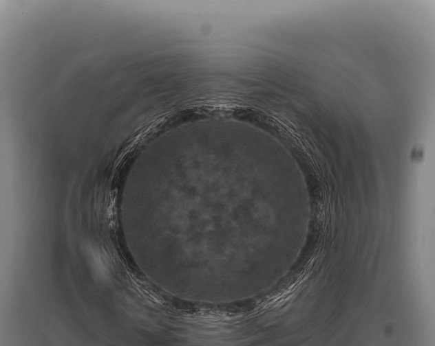 X0000095960818200801181442