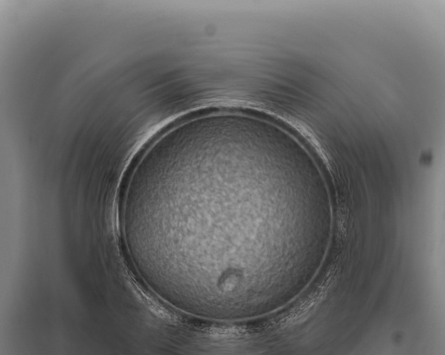 X0000095960887200801181442