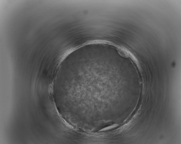 X0000095960953200801181442