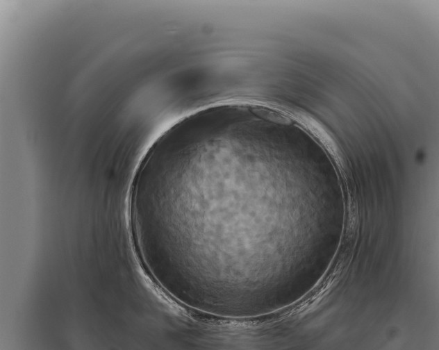 X0000095960958200801181442