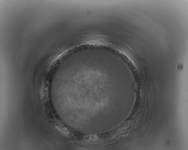 X0000095960968200801181441