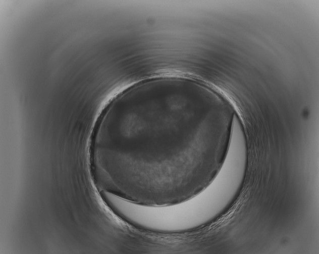 X0000095960995200801181441