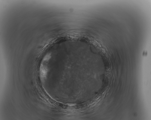 X0000095961009200801181439