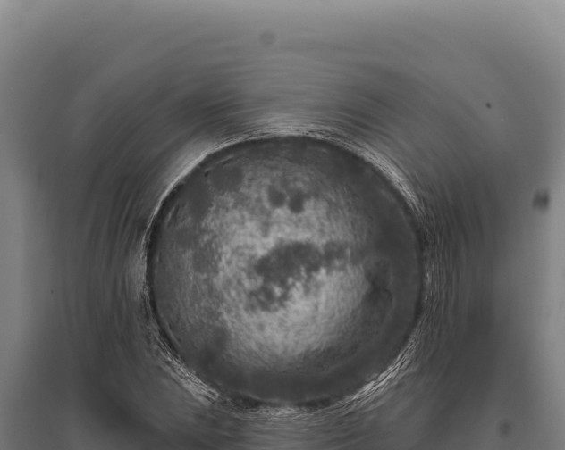 X0000095961023200801181440
