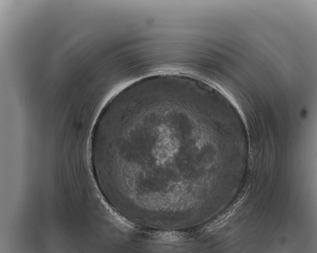 X0000095961045200801181440