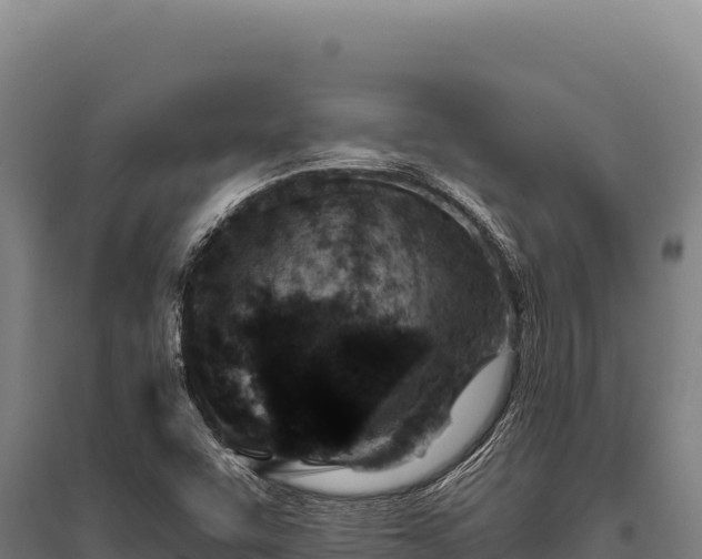 X0000095961455200801181433