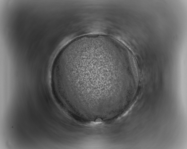 X0000095960055200801251158