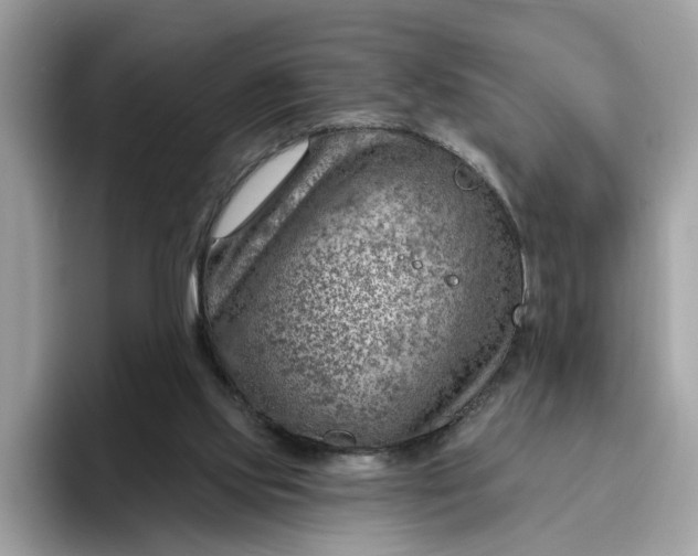 X0000095960061200801251158