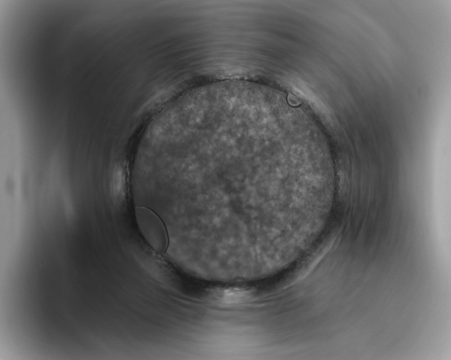 X0000095960165200801251157