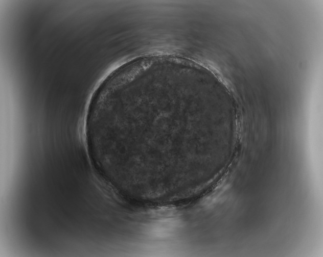 X0000095960196200801251157