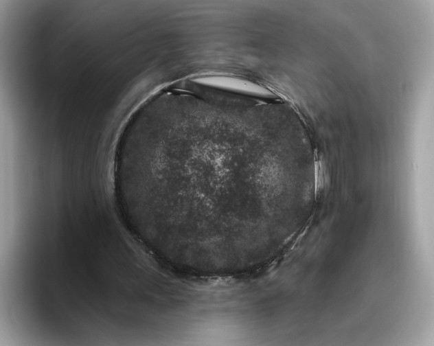 X0000095960243200801251155