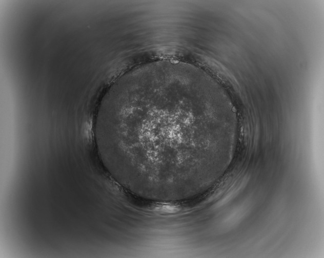 X0000095960610200801251151