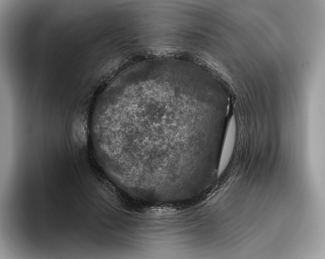 X0000095960644200801251151