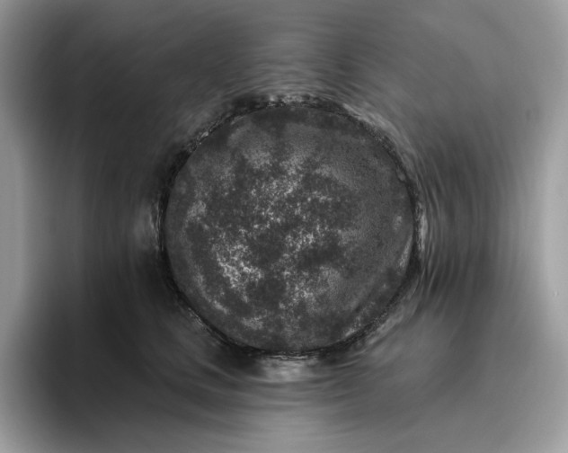 X0000095960661200801251151