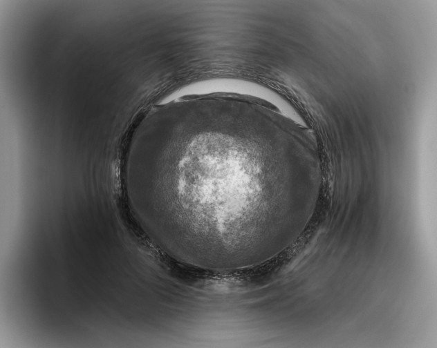 X0000095960696200801251150