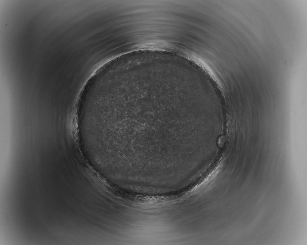 X0000095960923200801251147