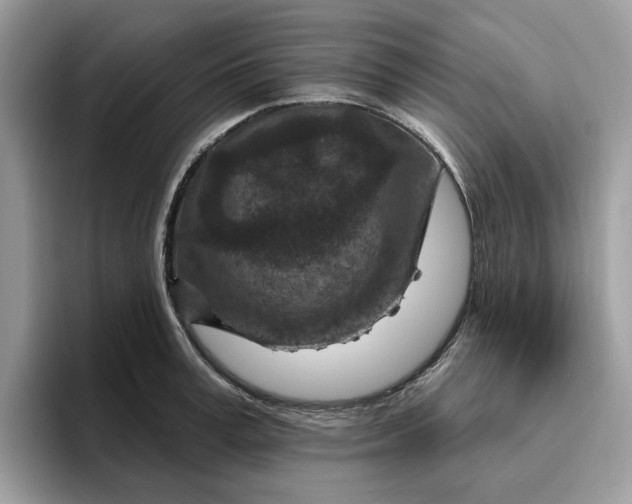 X0000095960995200801251146