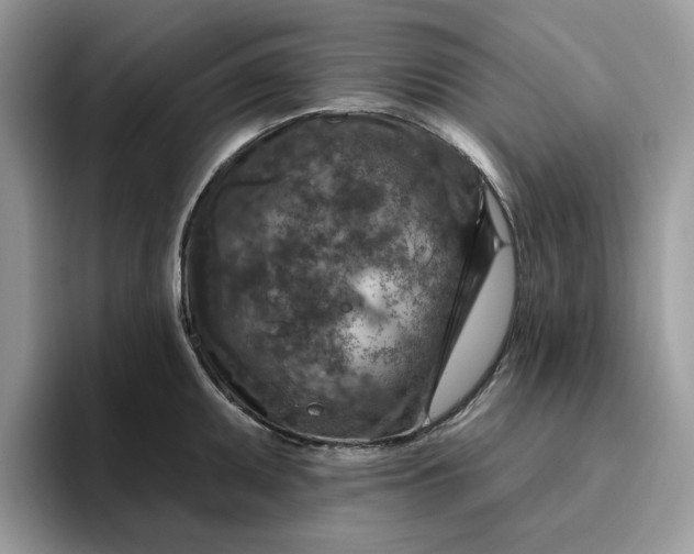 X0000095961095200801251145