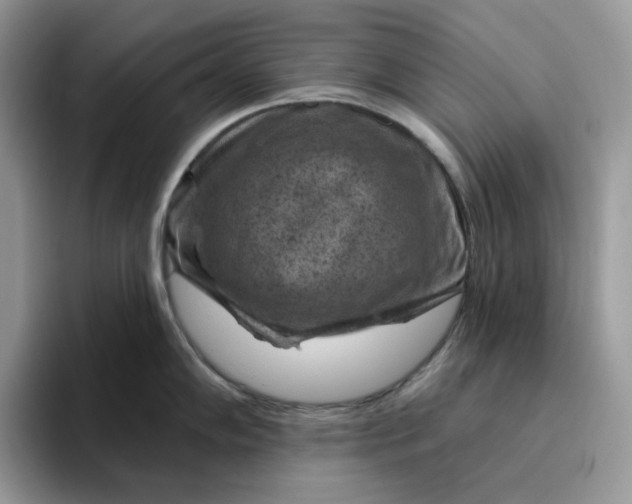 X0000095961102200801251145