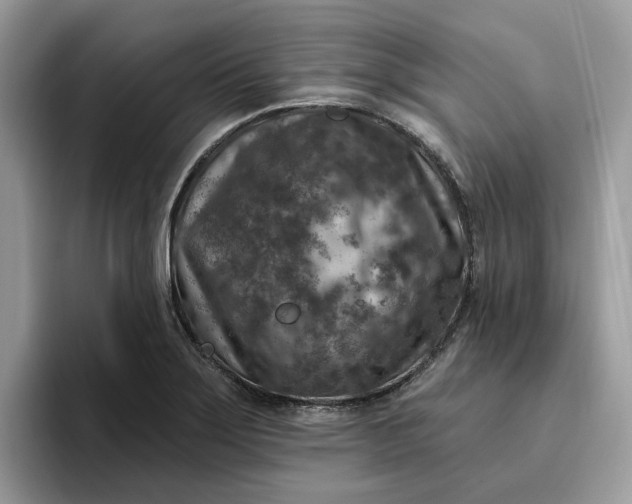 X0000095961275200801251143