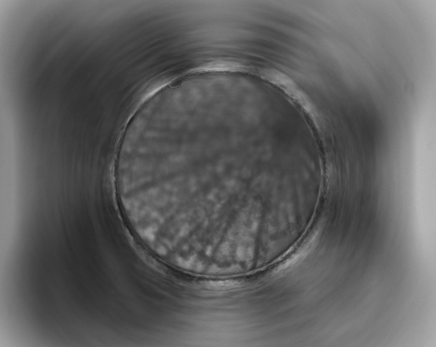 X0000095961425200801251141