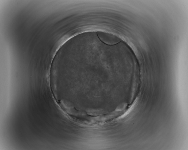 X0000095961529200801251140