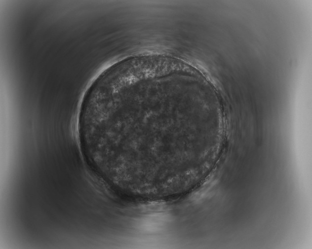 X0000095960196200802011129