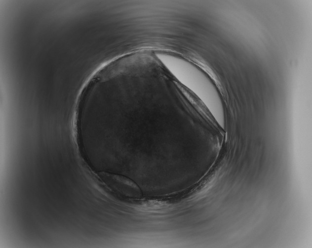 X0000095960387200802011126