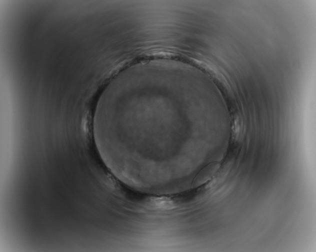 X0000095960424200802011126