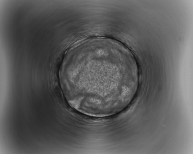 X0000095960432200802011125