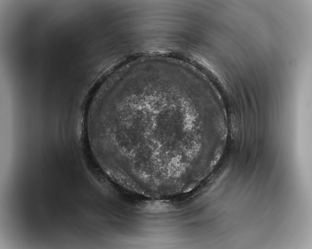 X0000095960451200802011125