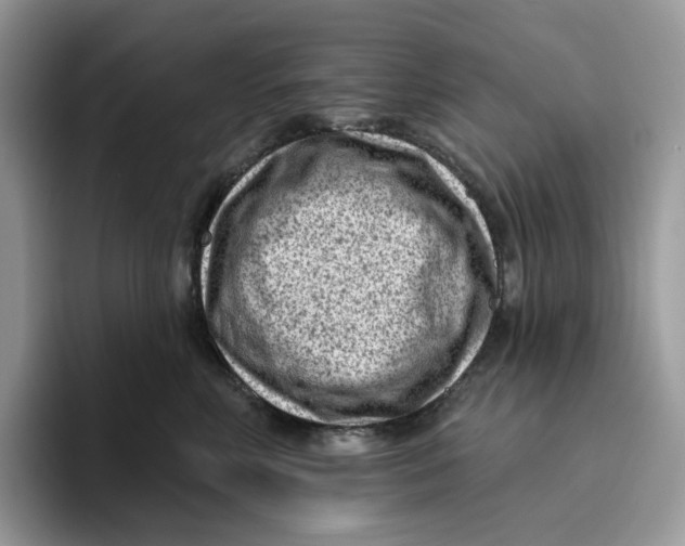 X0000095960618200802011123