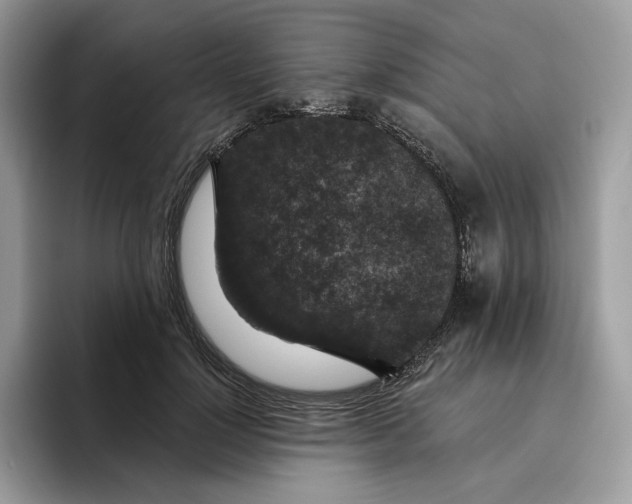 X0000095960748200802011121