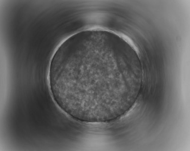 X0000095960863200802011120