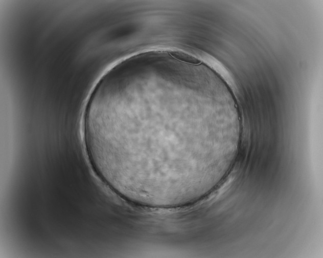 X0000095960958200802011119