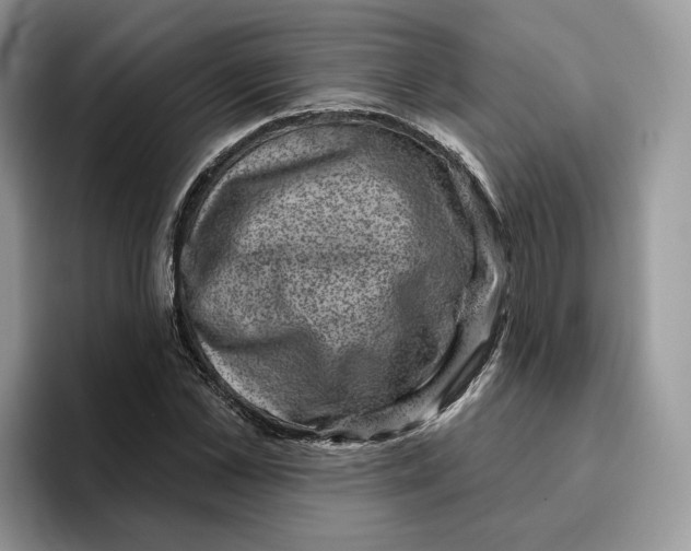 X0000095960973200802011118