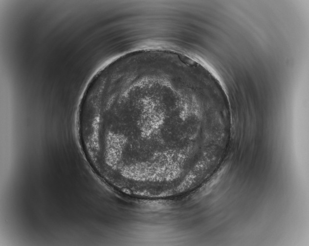 X0000095961045200802011118