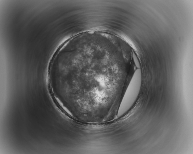 X0000095961095200802011117