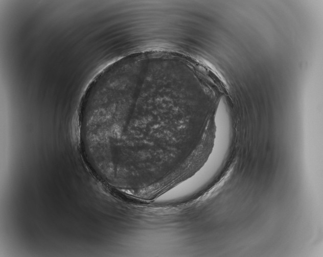 X0000095961117200802011116