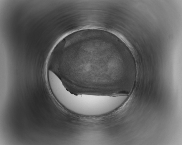 X0000095961246200802011115