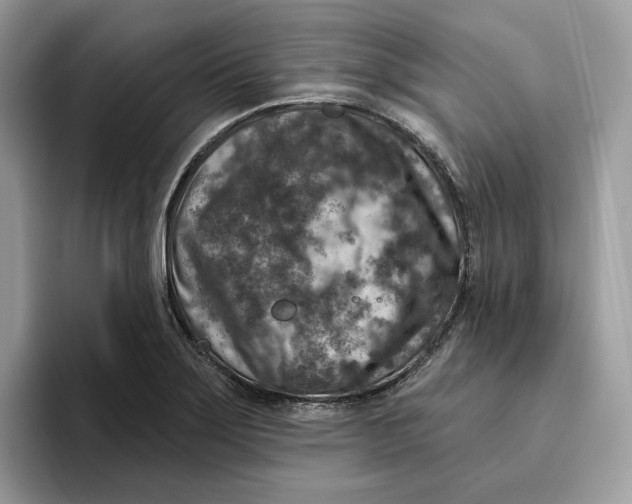 X0000095961275200802011114