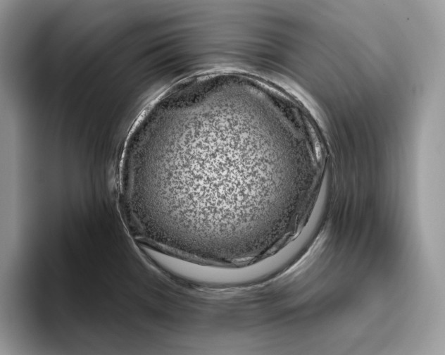 X0000095961385200802011113