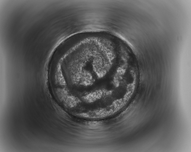 X0000095961459200802011112